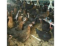 Gebze Satilik Tavuk Cinsleri Ve Fiyatlari Sahibinden Com Da