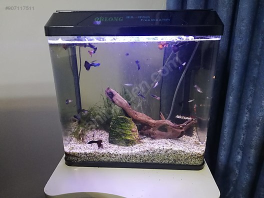 50 litre akvaryum baliklari