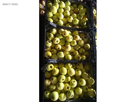 satilik kirmizi beyaz elma meyve sebze cesitleri yiyecek ve icecekler sahibinden com da 892118090