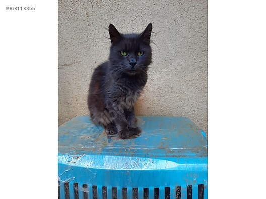 Kedi Russian Blue Mavi Rus Erkek Ucretsizdir Kisirlastirma Sarttir Sahibinden Comda 968118355