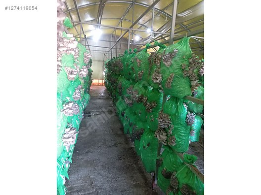 İkinci El ve Sıfır Alışveriş / Bahçe & Yapı Market / Toplu Satış