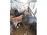 sahibinden satilik keci cinsleri ve fiyatlari sahibinden com da sahibinden satilik keci cinsleri ve fiyatlari sahibinden com da
