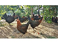 ortahisar satilik tavuk cinsleri ve fiyatlari sahibinden com da ortahisar satilik tavuk cinsleri ve fiyatlari sahibinden com da