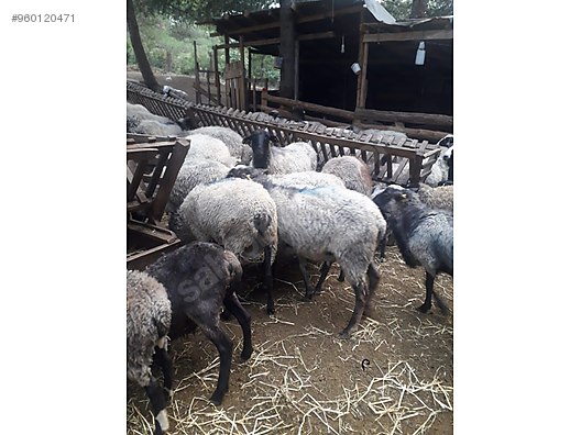 koyun acil 110 adet toptan satilik romanov koyunlari sahibinden comda 960120471