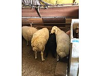 satilik koyun cinsleri ve fiyatlari sahibinden com da satilik koyun cinsleri ve fiyatlari sahibinden com da