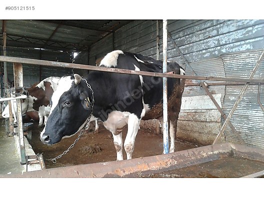 simentel inek 6 aylik hamile sut irki buzagi li hostayt inek turkiye nin ucretsiz ilan sitesi sahibinden com da 905121515