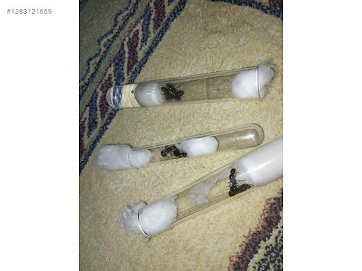 Hayvanlar Alemi / Böcekler / Karınca