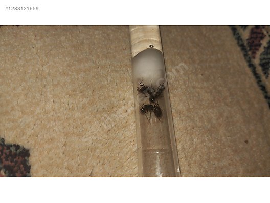 Hayvanlar Alemi / Böcekler / Karınca