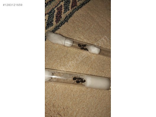 Hayvanlar Alemi / Böcekler / Karınca