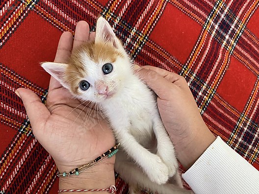 Kedi Diger Irklar 1 5 Aylik Erkek Yavru Kedi Ic Dis Parazit Asili Sahibinden Comda 867122112
