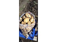 toptan ve kışlık patates