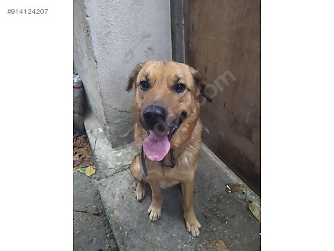 kopek alman coban alman kurdu alman kurdu golden retriever mix sahibinden comda 914124207