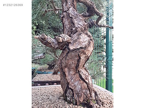 Bonsai - Tüm Ağaç Çeşitleri sahibinden.com'da - 1232126369