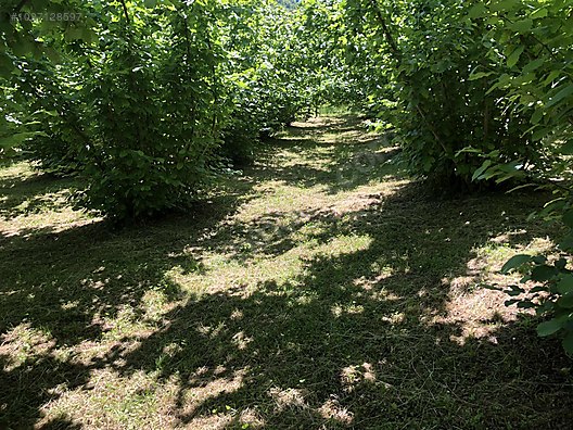 Köy imar planı içinde 2 kat ev yapılabilir Satılık Arsa İlanları