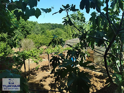 ŞİLE KIZILCA KÖY�DE ÇİFTLİK EVİ SATILIK TURYAP�TAN Satılık Çiftlik