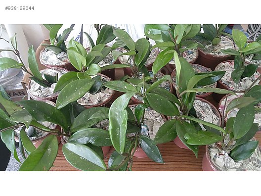 mum cicegi fidesi pembe renk hoya carnosa bahce malzemeleri sahibinden com da 938129044