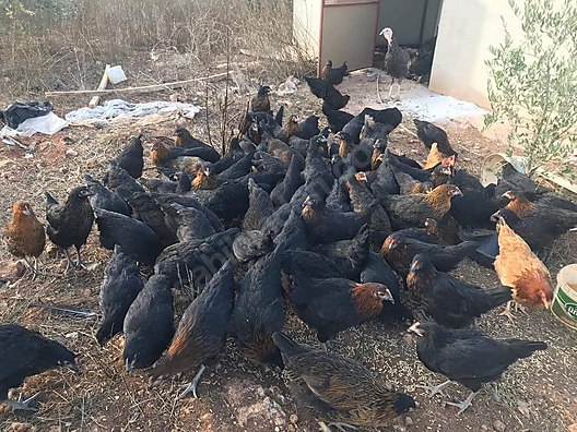 Urymyojanwtl1m Urymyojanwtl1m