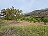 ACİL SATILIK ! YENİ YOLA SIFIR, KÖYE 170 M MESAFE 743 M2 TARLA