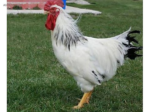 Horoz Satilik Koy Horozlari Sahibinden Comda 970131148 Horoz Satilik Koy Horozlari Sahibinden Comda 970131148