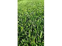 dörtmevsim rulo çim