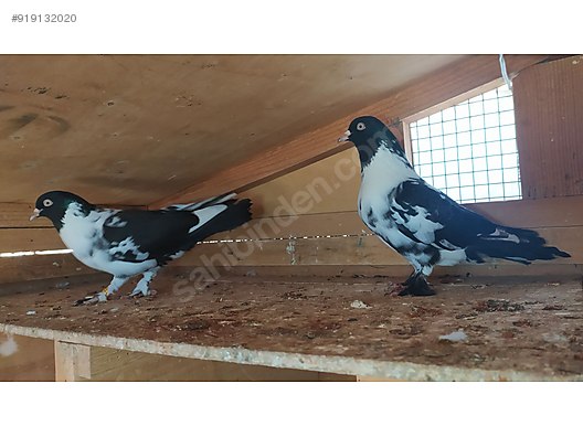guvercin oynak markali karabozalilar sahibinden comda 919132020