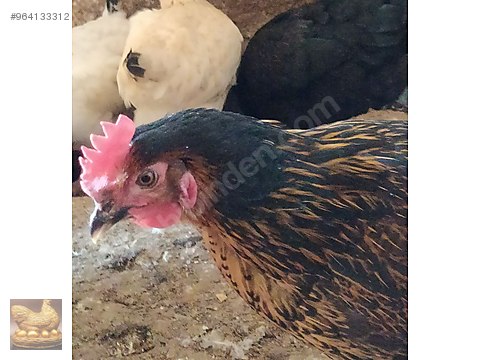 Tavuk Yumurta Tavugu Ataks Lohman Tinted Ureticiden Adrese Teslim Sahibinden Comda 964133312 Tavuk Yumurta Tavugu Ataks Lohman Tinted Ureticiden Adrese Teslim Sahibinden Comda 964133312