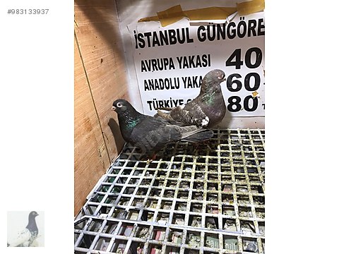 guvercin 1takim kafali bomsili sahibinden comda 983133937