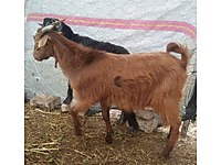Satilik Keci Cinsleri Ve Fiyatlari Sahibinden Com Da 10