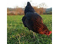 Nizip Satilik Tavuk Cinsleri Ve Fiyatlari Sahibinden Com Da Nizip Satilik Tavuk Cinsleri Ve Fiyatlari Sahibinden Com Da