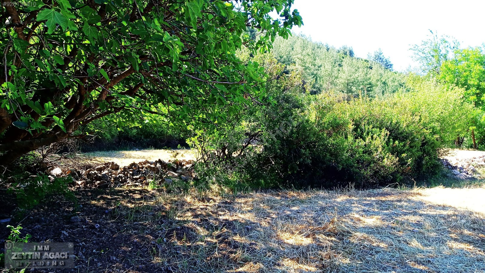 MİLAS KARACAHİSAR�DA EV YAPILABİLİR SUÇIKAN MEVKİSİNDE TARLA Satılık