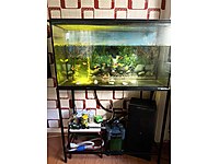 KULLANIMA HAZIR AKVARYUM #1281138033