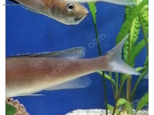 Cichlidler Frontoza Leptosoma Tricolor Yavru Sahibinden Comda 866139613