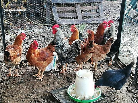 tavuk sahibinden koy tavugu sahibinden comda 978140810 tavuk sahibinden koy tavugu sahibinden comda 978140810