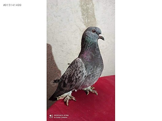 pigeons 3 tane guvercin 2 si sokuk at sahibinden com 915141499