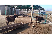 ankara satilik buyukbas hayvanlar ilanlari ve fiyatlari sahibinden com da 3