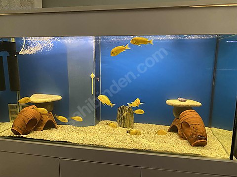 Cichlidler / Tropheus / Damızlık Kriza Gold (son fiyat) sahibinden