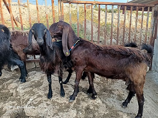hatay reyhanli halep sami kecisi hayvanlar alemi ilanlari sahibinden com da hatay reyhanli halep sami kecisi hayvanlar alemi ilanlari sahibinden com da