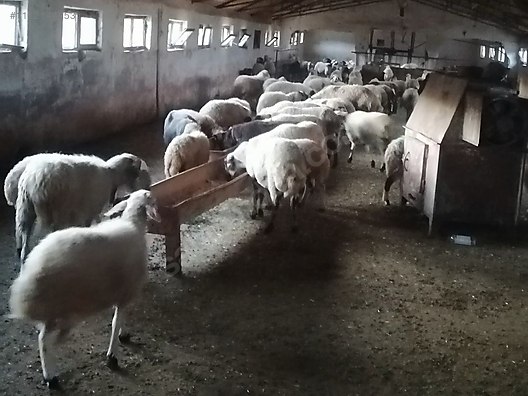 hamilelikte namaz nasl klnr