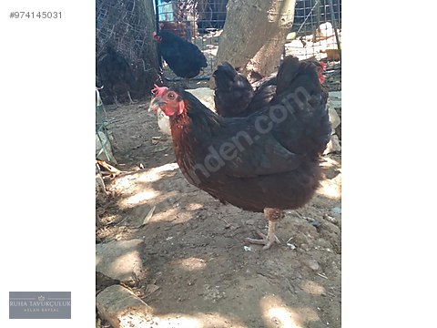 Dofal51rhtburm Dofal51rhtburm