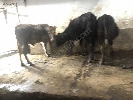 sakarya adapazari karaduman besi ciftligi hayvanlar alemi ilanlari sahibinden com da sakarya adapazari karaduman besi ciftligi hayvanlar alemi ilanlari sahibinden com da