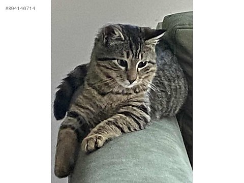 Kedi Tekir Tekir Kedi Sahibinden Comda 894146714