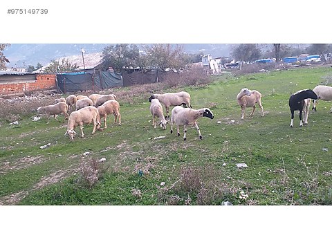 koyun satilik 19 koyun 1 koc hepsi gebe sahibinden comda 975149739 koyun satilik 19 koyun 1 koc hepsi gebe sahibinden comda 975149739