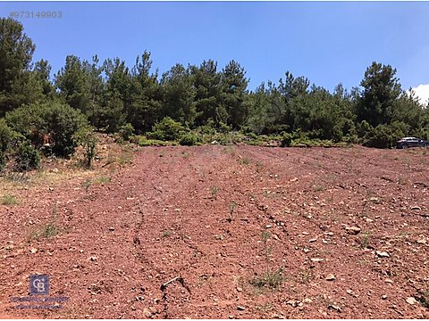 manisa akhisar ulupinar koyu 20 000 don ceviz ve zeytin bahcesi satilik arsa ilanlari sahibinden com da 973149903 manisa akhisar ulupinar koyu 20 000 don ceviz ve zeytin bahcesi satilik arsa ilanlari sahibinden com da 973149903