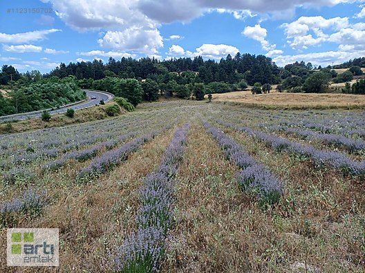 BARAJ MANZARALI SATILIK LAVANTA TARLASI #1123150702