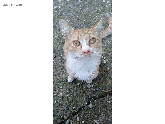 kedi sarman kucucuk sakizi dunyaya sigdiramadilar onun dunyasi olur musunuz sahibinden comda 978151408 kedi sarman kucucuk sakizi dunyaya sigdiramadilar onun dunyasi olur musunuz sahibinden comda 978151408