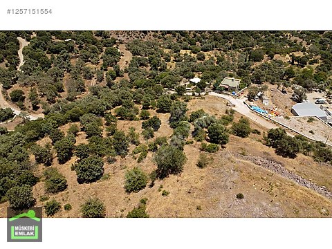 BODRUM GÜRECEDE YATIRIMLIK ZEYTİNLİ TARLA