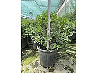 Şimşir - Buxus semperviens