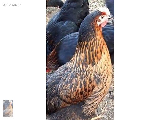 Tavuk Ataks Tavuk Sahibinden Comda 905156702 Tavuk Ataks Tavuk Sahibinden Comda 905156702