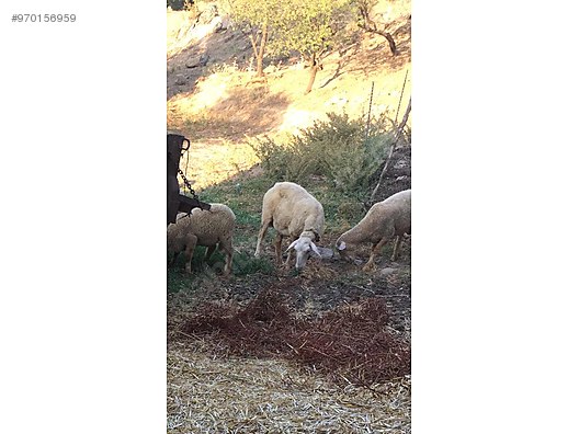 koyun hobi bakimli satilik koyun sahibinden comda 970156959 koyun hobi bakimli satilik koyun sahibinden comda 970156959