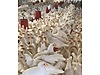 Pets & Livestock / Poultry & Fowl / Chickens